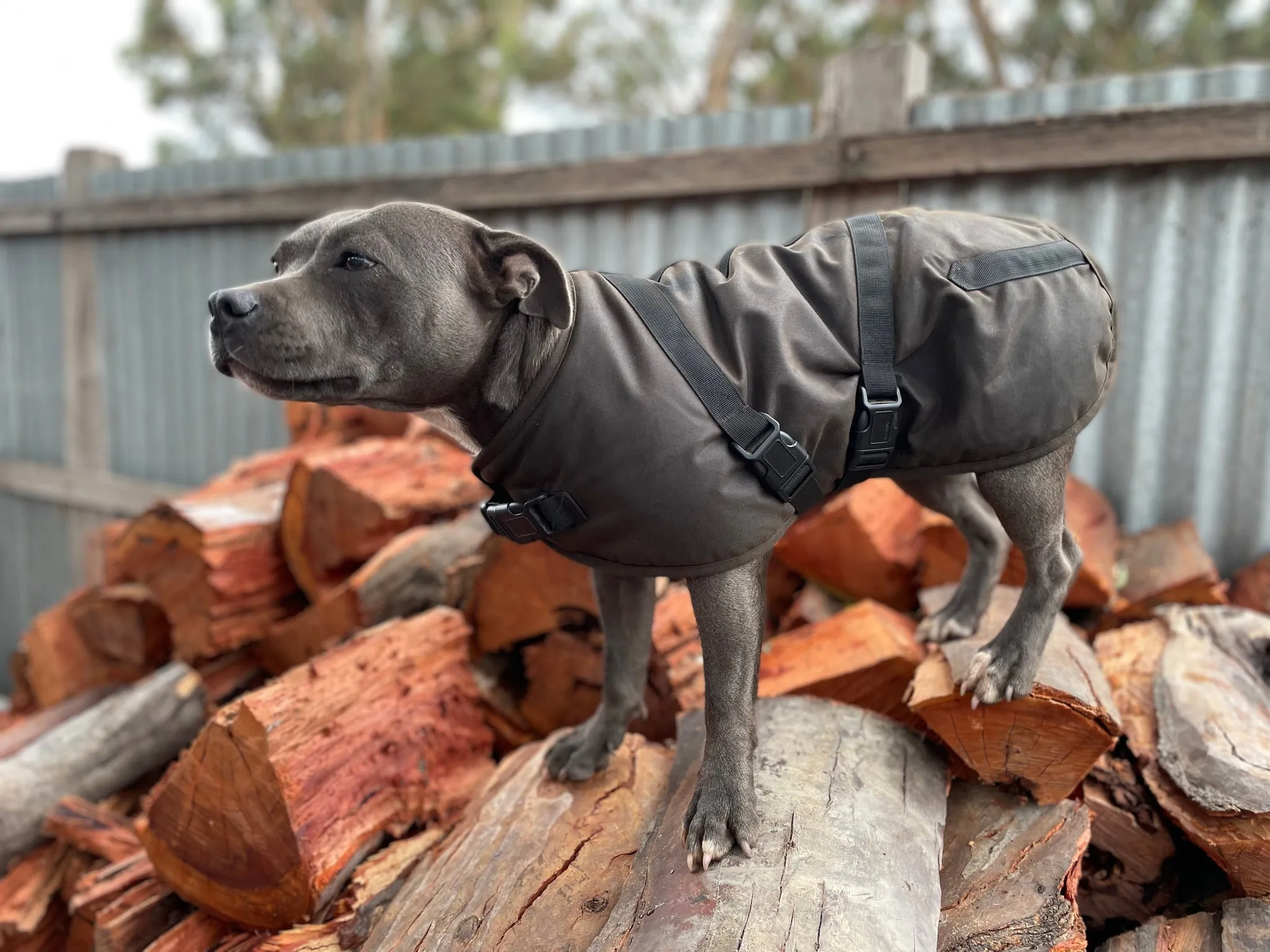 OUTBACK TRADING CLANCY OILSKIN DOG COAT